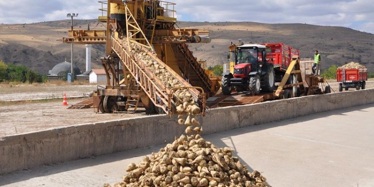 şeker pancarı çorum yozgat 3