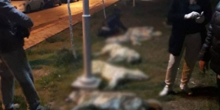 823x463cc 10 04 19 ank kopek katledildi