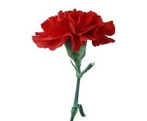 vilmorin 346 kirmizi karanfil cicek tohumu 500x500