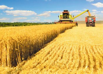 bugday ithalatinda gecici ukrayna perdesi aciliyor h1492413300 a0e8c6