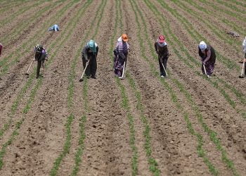 thumbs b c 1ba97d5d7cffcbc694c50bfaadb160dd