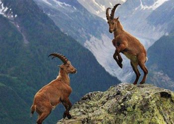 5a38215661361f0ccca99622 1