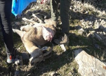 yabankecisi vYOt cover