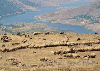 thumbs b c fab92593be8da410dc9d66a42dbddae7