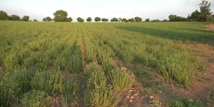 O12b77BrEerYmUUV93I4rPA29e9G5Qvf9beOKGVI