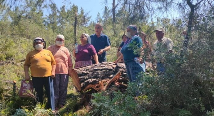 690x390cc mgl 17 07 2021 akbelen ormanlarinda kesim basladi2