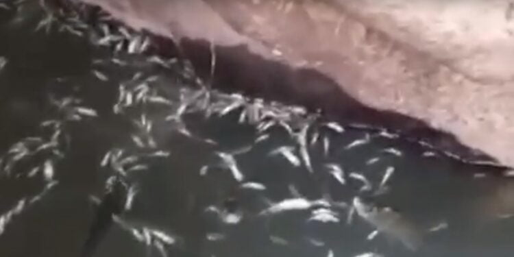 kulp cayi kurudu binlerce balik telef oldu