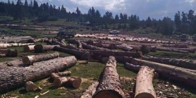 ardahan gole agac kesimi