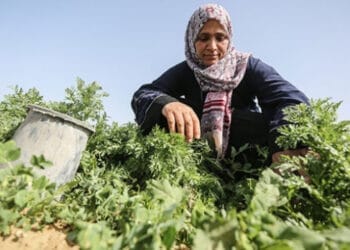 tarimda calisanlarin yuzde 452si kadin page Image