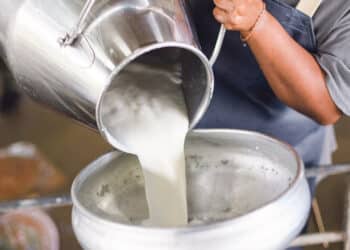 50520221558297959333