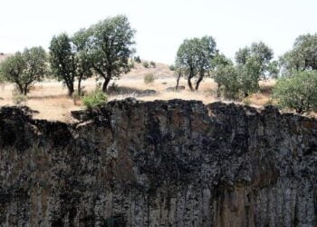 anit agac olma ozelligi tasiyan 500 yillik menengic villa yapilmak icin kesildi 1027252 5