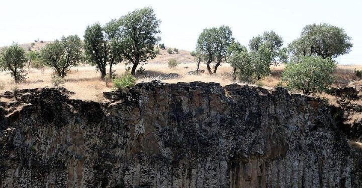 anit agac olma ozelligi tasiyan 500 yillik menengic villa yapilmak icin kesildi 1027252 5