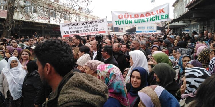 Tutun ureticileri scaled