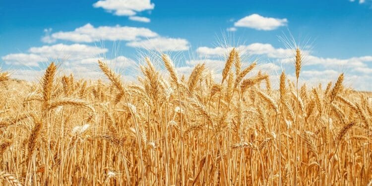 15616367 ml wheat field min