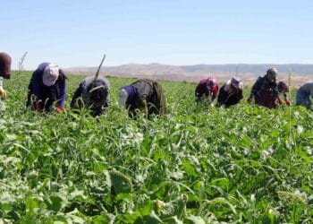 Mevsimlik tarım işçilerinin sayısı ulaşım giderinin yüksek olması nedeniyle düştü