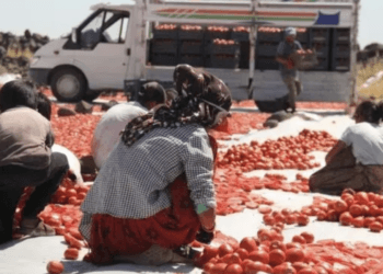 Urfa'da çiftçiler DEDAŞ ve tüccarlara tepkili