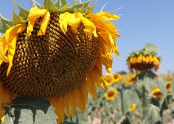 Trakya'da ayçiçeğinde verim düştü: Yağ fiyatlarında artış bekleniyor