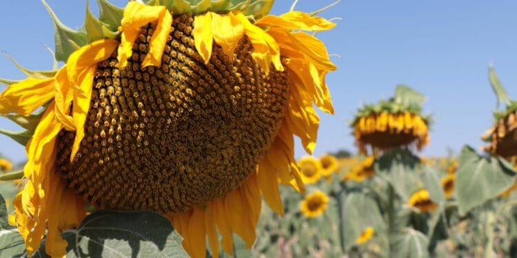 Trakya'da ayçiçeğinde verim düştü: Yağ fiyatlarında artış bekleniyor
