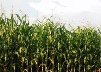 Mısır üreticileri, TMO tarafından açıklanan fiyata tepki gösterdi