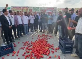 Konya'da çiftçiler domatesleri yere döktü