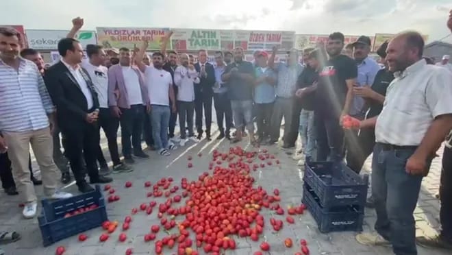 Konya'da çiftçiler domatesleri yere döktü