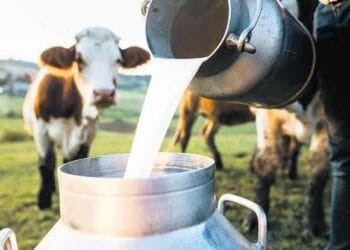 Ardahan'da süt üreticileri masraflarını dahi karşılayamıyor