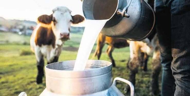 Ardahan'da süt üreticileri masraflarını dahi karşılayamıyor