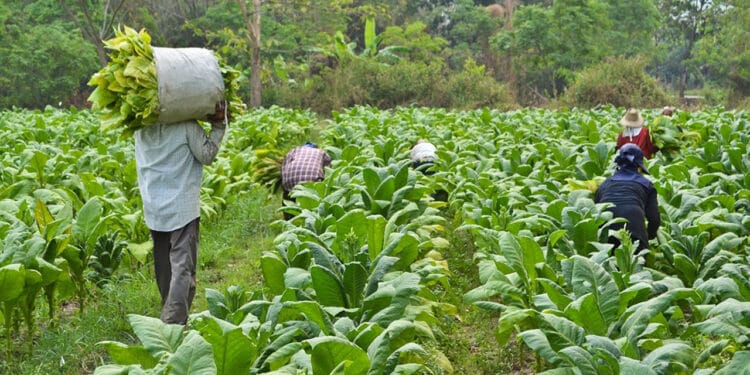 Adıyamanlı tütün üreticileri: "Kazanç yevmiyelere yetmiyor"