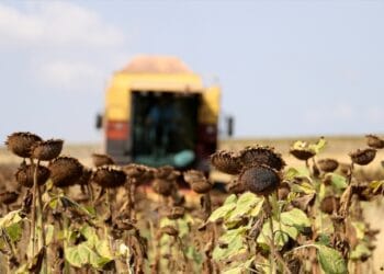 Trakyalı ayçiçeği üreticileri: Kuraklık nedeniyle verim kaybı yüzde 75'e ulaştı