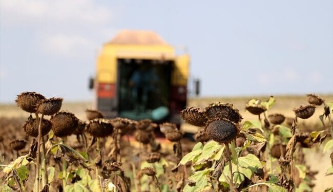 Trakyalı ayçiçeği üreticileri: Kuraklık nedeniyle verim kaybı yüzde 75'e ulaştı