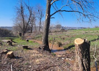 Hevsel Bahçeleri'nde ağaç kıyımı