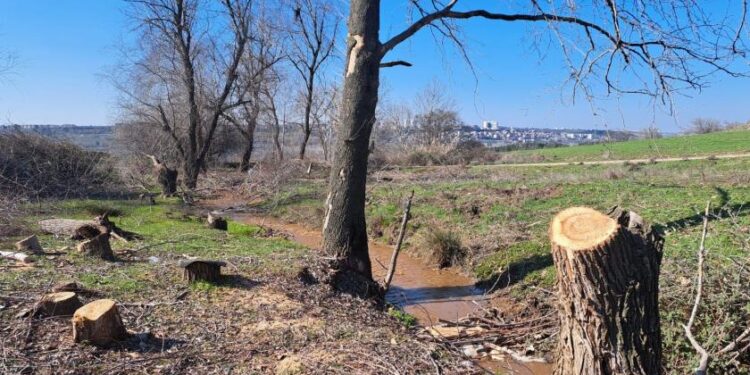 Hevsel Bahçeleri'nde ağaç kıyımı