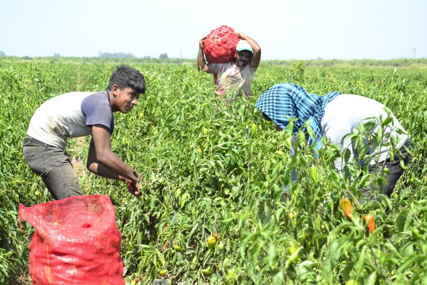 Çukurova'da çiftçiler üretimden kopma noktasında. Fotoğraf: Evrensel