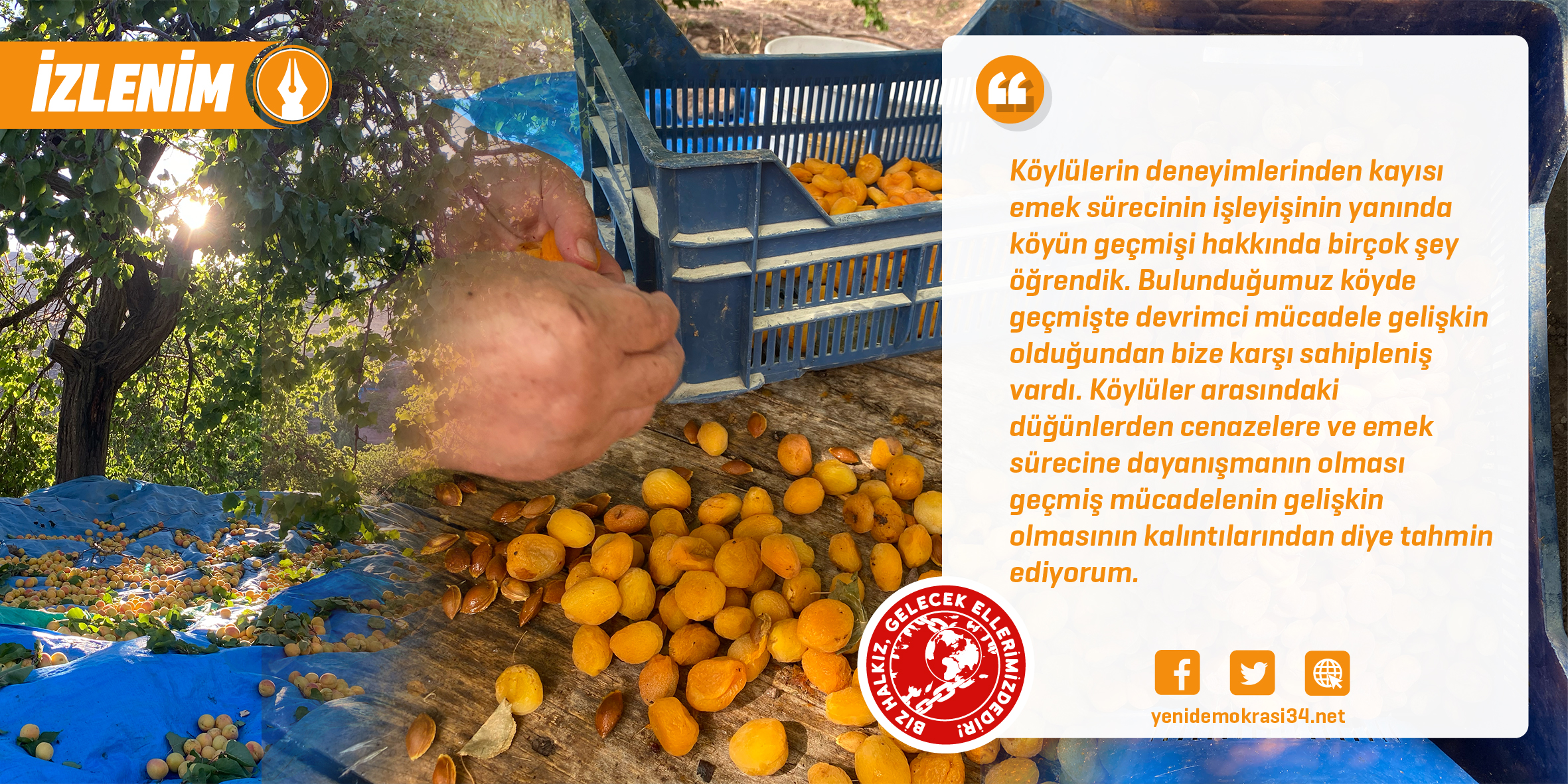 Kayısı Hasadından İzlenimler